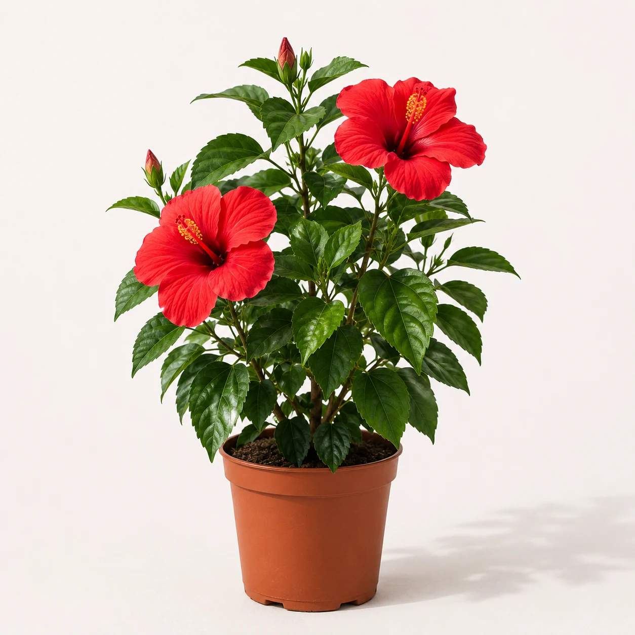 Red Hibiscus Plant