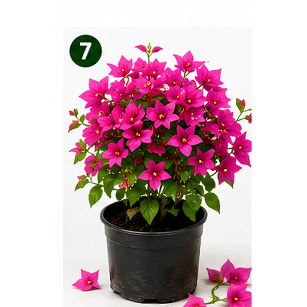 Pink Bougainvillea Plant