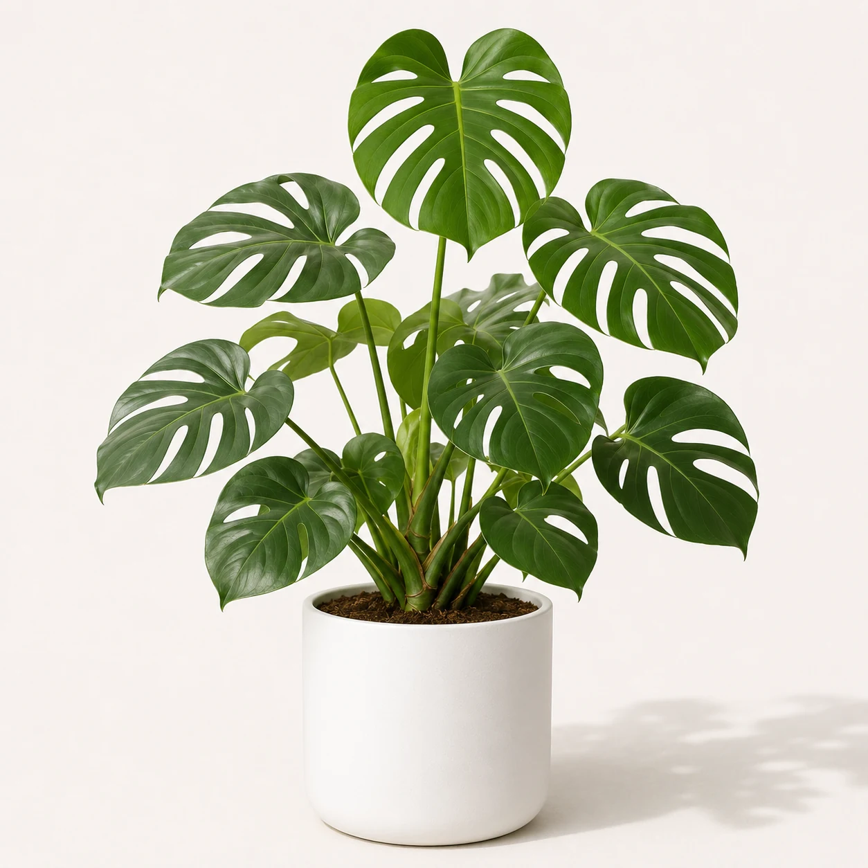 Monstera Deliciosa Plant