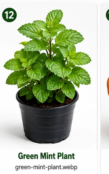 Green Mint Plant