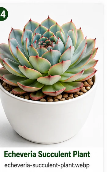 Echeveria Succulent Plant