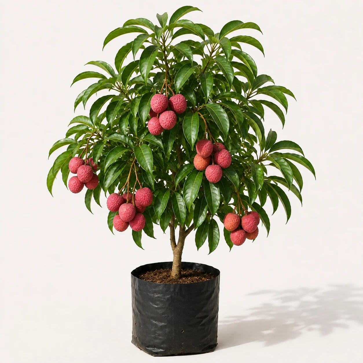 Bombay Litchi Plant