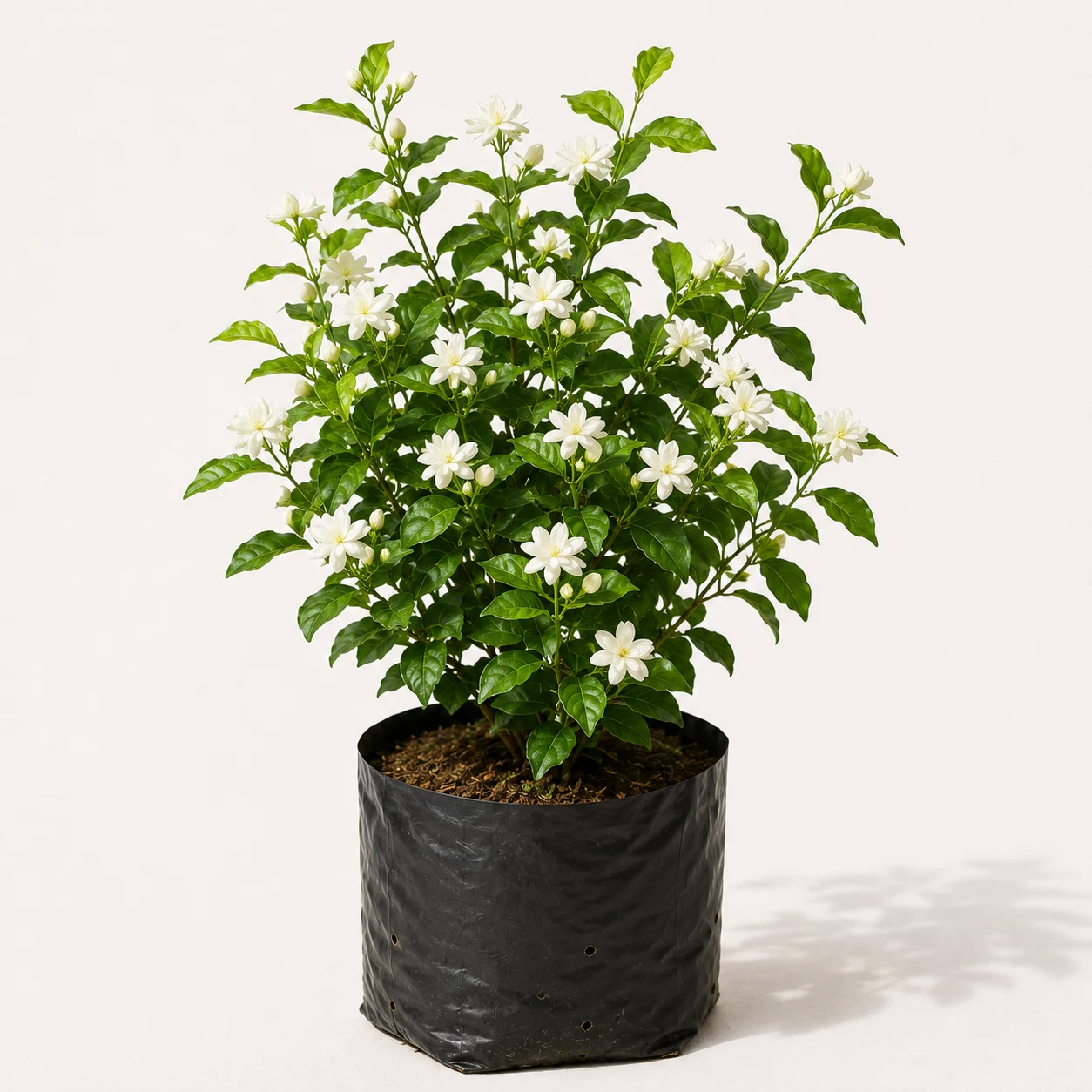 Beli Jasmine Plant