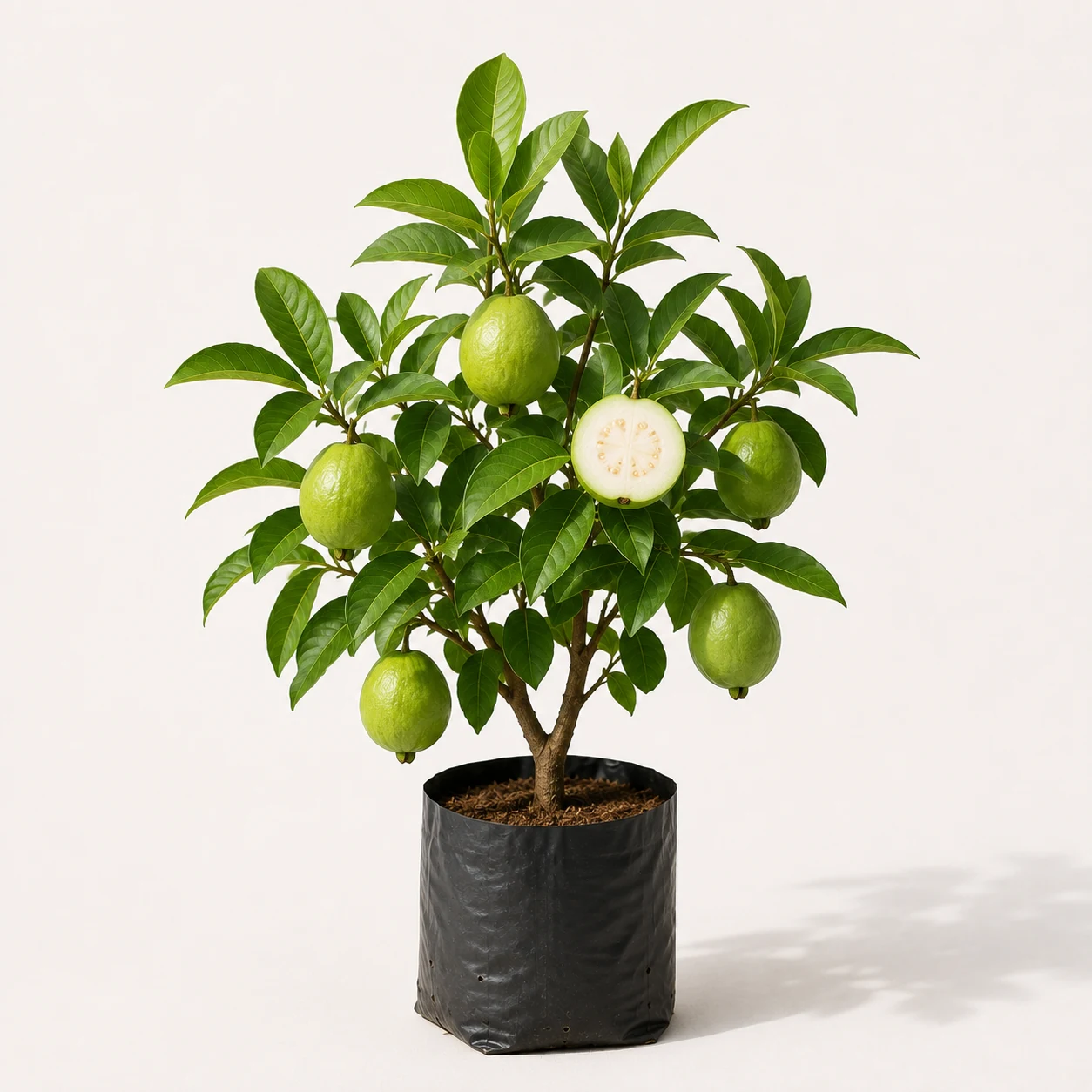 Gardening & Plants