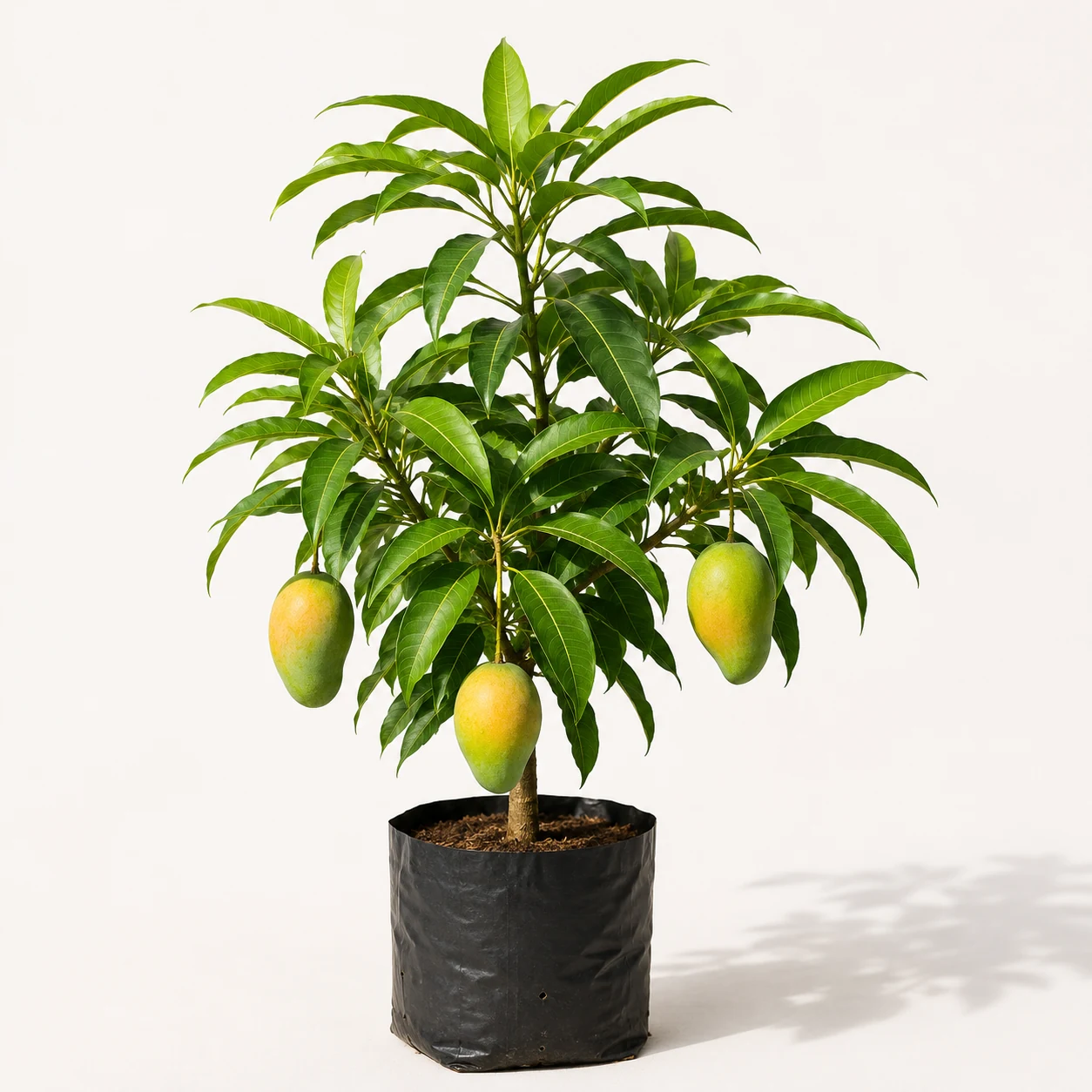 Thai Dwarf Mango Plant