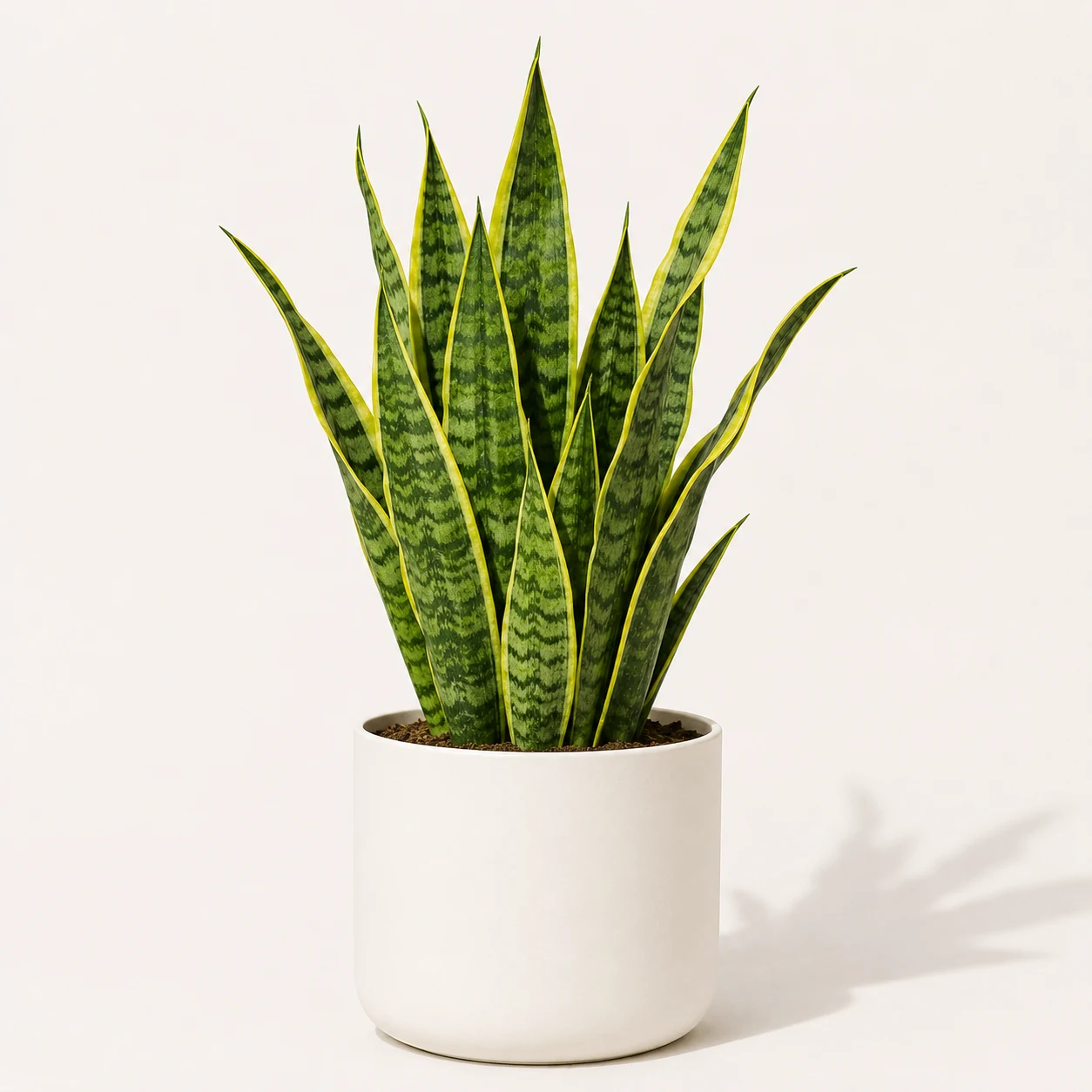 Snake Plant Laurentii